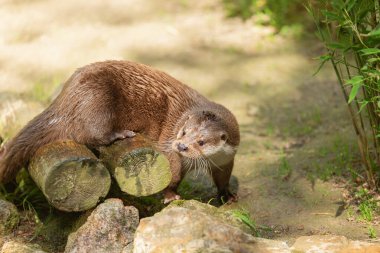 Eurasian river otter sitting on a tree stump on a sunny day, Lutra lutra. Natural behavior of wild animals. Large predatory animal of the mustelid family