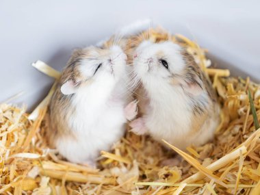 Roborovski Hamster. İki sevimli cüce hamster saman üzerinde oturup birbirlerine bakarlar. Sonsuza dek birlikte, hamsterlar için üreme zamanı. Evcil hayvan, çöl hayvanı, çöl hamsterı.