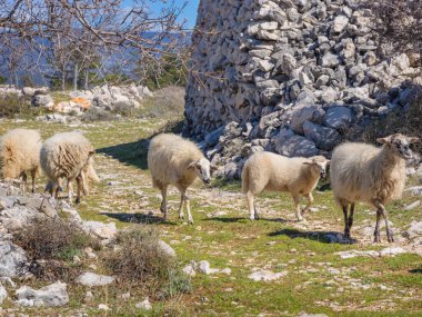 Kırsal alan. Çobansız otlayan koyunlar. Köydeki hayatın yavaş ritmi.