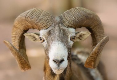 Büyük kıvrımlı boynuzlu bir koçun yakın plan portresi. Mouflon, Ovis Gmelini, vahşi koyunlar. Hayvan portresi, sık sık hayvanat bahçesi sakinleri. Eko-izm.