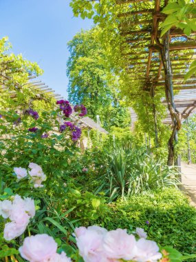 Şehir Bahçesi, Wernigerode Şatosu Terrace Garden 'da gezinti güvertesi ve çiçek açan güller. Almanya 'nın kültürel eğlenceleri.