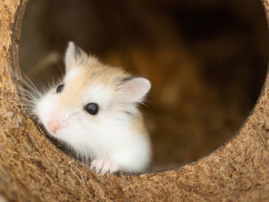 Roborovski hamster, Phodopus roborovskii, çöl hamsterı, Robo cüce hamster, Phodopus cinsindeki en küçük hamster türüdür. Kemirgenler için hindistan cevizi evi