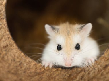Roborovski hamster, Phodopus roborovskii, çöl hamsterı, Robo cüce hamster, Phodopus cinsindeki en küçük hamster türüdür. Kemirgenler için hindistan cevizi evi