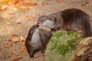 İki su samuru, altın sonbahar yapraklarının arasında öpüşür gibi burunlarına hafifçe dokunur. Sonsuza dek birlikte. Aşk, hayvan ilişkileri. Romantik sonbahar anı.