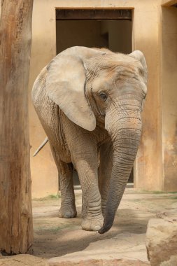 Bir Afrika filinin dikey fotoğrafı. Bilgeliğin, gücün, güvenilirliğin sembolü. Afrika evcil hayvanı. Hayvan koruması. Büyük memeli, uzun gövdeli ve büyük kulaklı. Safari sakini.