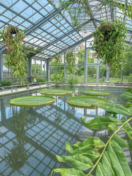 Victoria regia, Victoria amazonica, Braunschweig Botanik Bahçesi 'nde dev su zambağı..