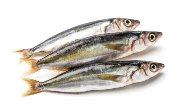 Beyaz arkaplanda taze sardalyalar izole edilmiş..