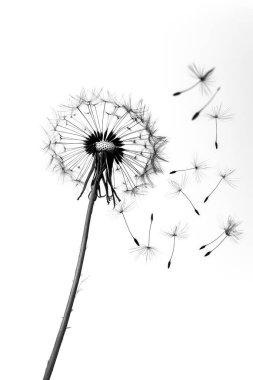 Beyaz arka planda izole edilmiş tohumları olan güzel çiçek.