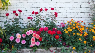 Bahçedeki güzel çiçekler