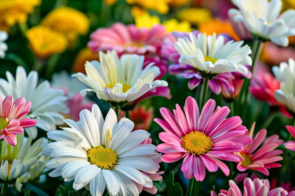 Bahçedeki güzel çiçekler