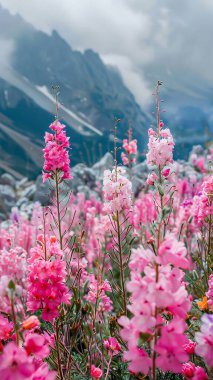 Dağlarda açan pembe kır çiçekleri.