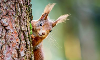 Ağacın arkasından gözetleyen meraklı sincap..