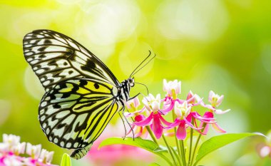 Sarı ve siyah kelebek pembe çiçekte.