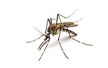 Beyaz üzerine yakın plan bir sivrisinek. 