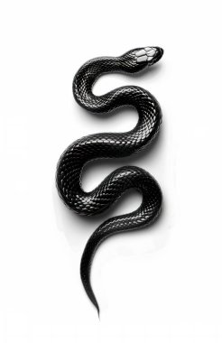 Beyaz arka planda siyah yılan.