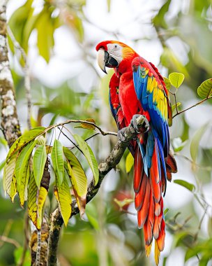 tünemiş bir dal üzerinde renkli scarlet Amerika papağanı.