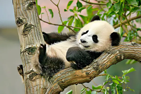 Yavru bir panda ağaç dalında uyuyor..
