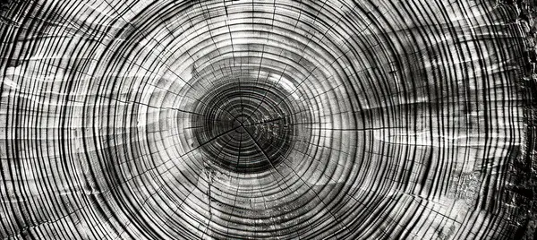 Kesilen bir kütükte ağaç halkalarının yakın plan görüntüsü