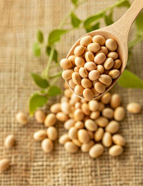 Çuvalda bir kaşık soya fasulyesi