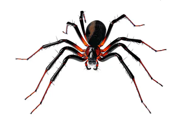 Beyaz arka planda kırmızı bacaklı siyah bir örümcek.