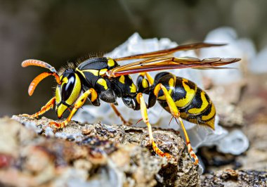 Sarı ceketli eşek arısı yuvada, böcek, doğa, vahşi yaşam, makro