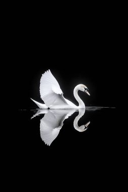 Açık kanatlı beyaz kuğu karanlık sularda yansıyor..