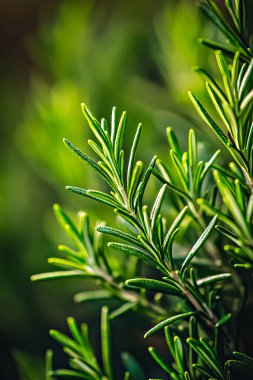 Görüntü canlı yeşil arkaplanlı taze biberiye yapraklarının yakın çekimini gösteriyor.
