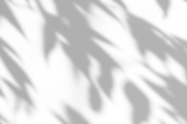 Beyaz arkaplan üzerinde gölge örtüsü etkisi. Bitkiler, yapraklar ve dallardan gelen organik botanik gölgelere sahip soyut güneş ışığı arka planı.