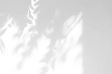 Beyaz arkaplan üzerinde gölge örtüsü etkisi. Bitkiler, yapraklar ve dallardan gelen organik botanik gölgelere sahip soyut güneş ışığı arka planı.