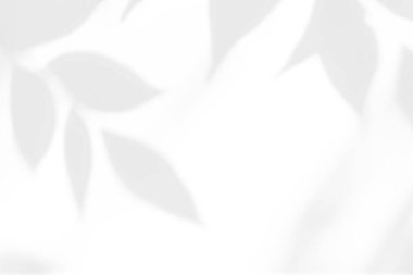 Beyaz arkaplan üzerinde gölge örtüsü etkisi. Bitkiler, yapraklar ve dallardan gelen organik botanik gölgelere sahip soyut güneş ışığı arka planı.