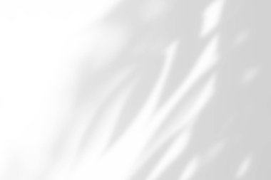 Beyaz arkaplan üzerinde gölge örtüsü etkisi. Bitkiler, yapraklar ve dallardan gelen organik botanik gölgelere sahip soyut güneş ışığı arka planı.