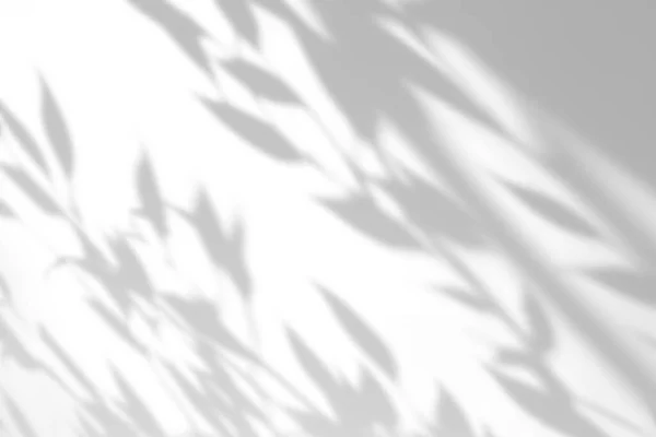 Schaduw Overlay Effect Witte Achtergrond Abstract Zonlicht Achtergrond Met Organische — Stockfoto