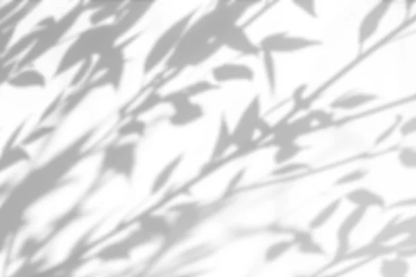 Schatten Overlay Effekt Auf Weißem Hintergrund Abstraktes Sonnenlicht Mit Organischen Stockbild