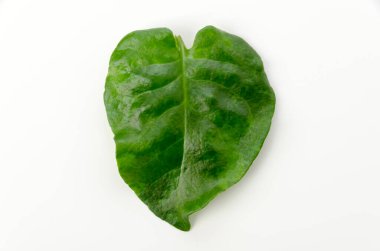 UNNANHYAKUYAKU, Okawakame,  Akazakazura, Anredera cordifolia, commonly known as Madeira-vine or mignonette vine. 