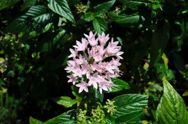 beautiful pink Pentas flowers blooming