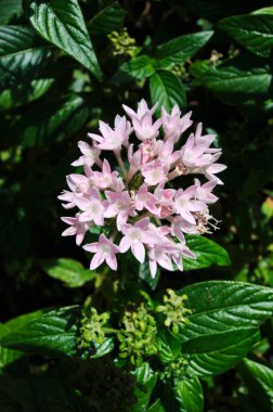 beautiful pink Pentas flowers blooming