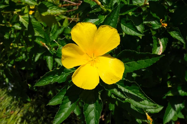 Жовта Квітка Turnera Ulmifolia Sage Rose West Indian Holly Стокове Зображення