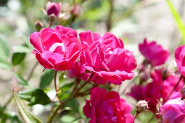 Pink mini rose flowers blooming