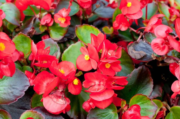 Mooie Rode Begonia Bloemen Bloeien — Stockfoto