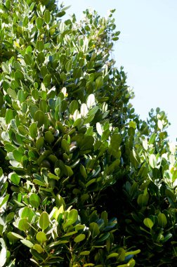 Fukugi, Garcinia 'nın Ortak Ağaçları (Garcinia subelliptica)