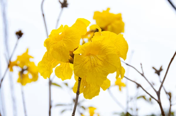 stock image Golden trumpet tree flowers (Handroanthus chrysotrichus)