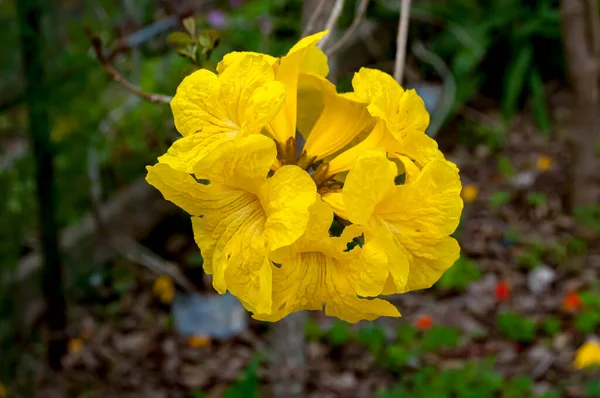 Altın Trompet Ağacı Çiçekleri Handroanthus Chrysotrichus — Stok fotoğraf