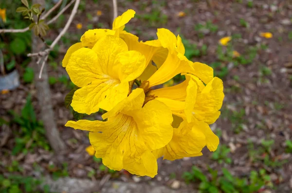 Goldene Trompetenblüten Handroanthus Chrysotrichus — Stockfoto