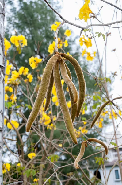 Golden trumpet tree seeds pod (Handroanthus chrysotrichus)