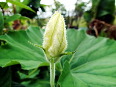 Yakın plan Lagenaria Siceraria Green Bud