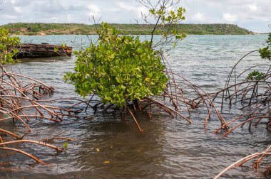Mangrove ağaçları, Curacao 'daki St. Joris Körfezi kıyıları boyunca nefes alan kökleriyle büyüyor..
