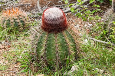 Karayipler 'deki Curacao adasında büyüyen dikenli bir melocactus' a yaklaş..
