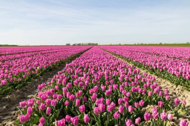 Rows with flowering pink tulips in a tulip field on a sunny day during spring at Goeree-Overflakkee in the Netherlands.