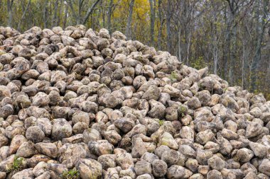 Sonbaharda toplanan şeker pancarlarının depolama kıskacı.