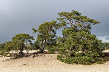 Hollanda 'daki Soesterduinen' de baharda genç yeşil yapraklı bir huş ağacı (betula pendula)..